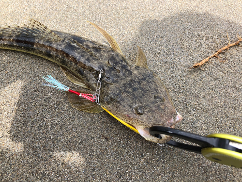 マゴチの釣果