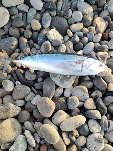 ソウダガツオの釣果