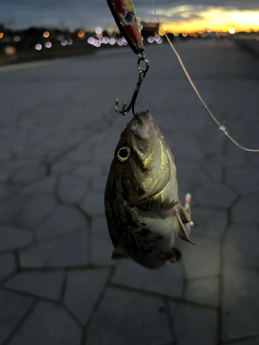 クロソイの釣果