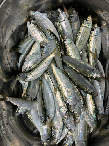 ママカリの釣果