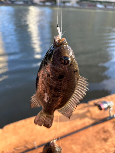 ティラピアの釣果