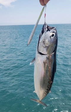 マルソウダの釣果