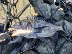 クロダイの釣果