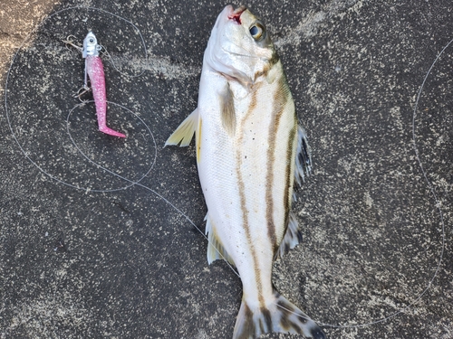 コトヒキの釣果