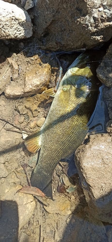 スモールマウスバスの釣果