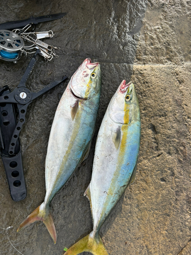 ワカシの釣果