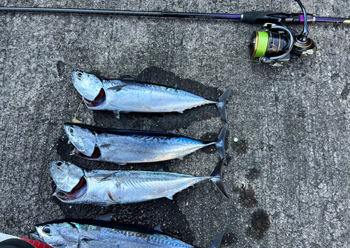 ソウダガツオの釣果