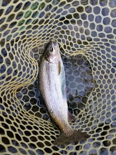 ニジマスの釣果