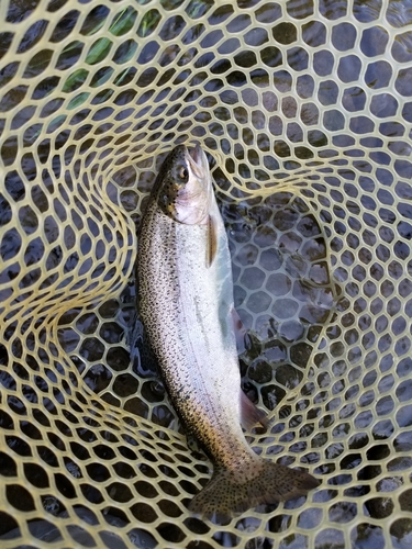 ニジマスの釣果