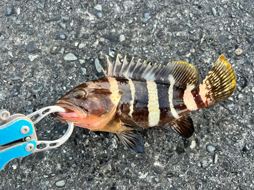 アオハタの釣果