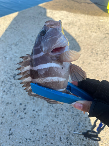 マハタの釣果