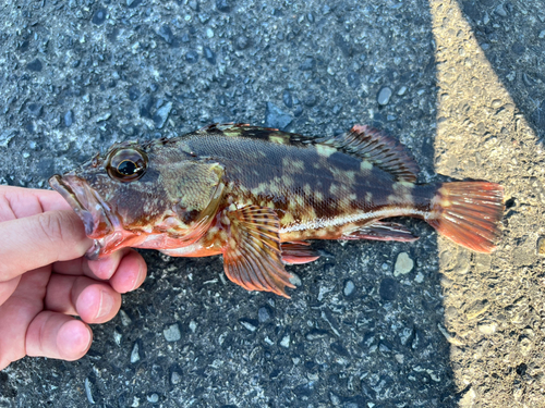 カサゴの釣果