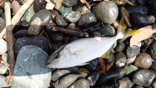 ショゴの釣果