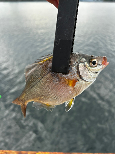 ウミタナゴの釣果