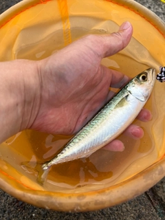 サバの釣果