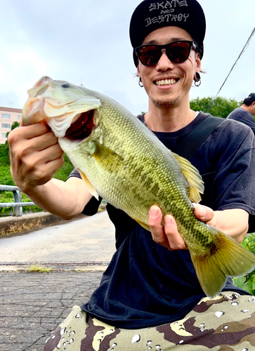 ブラックバスの釣果