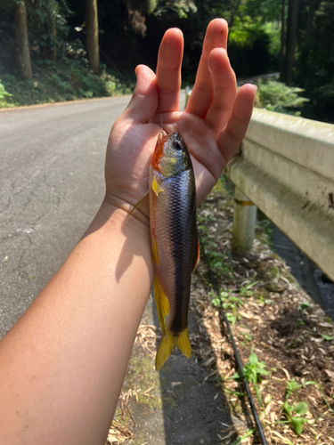 カワムツの釣果