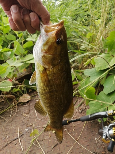 スモールマウスバスの釣果