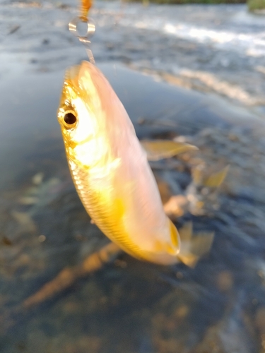 カワムツの釣果