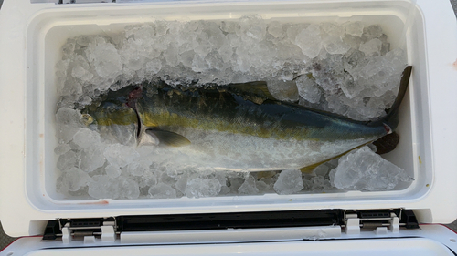 ハマチの釣果