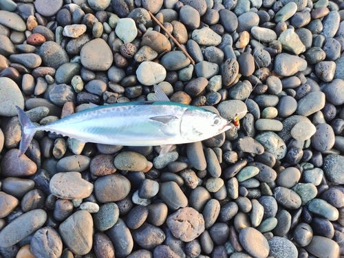 ソウダガツオの釣果