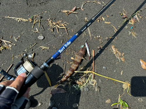 エソの釣果