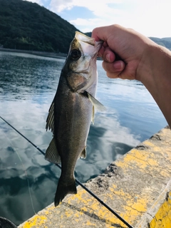 セイゴ（マルスズキ）の釣果