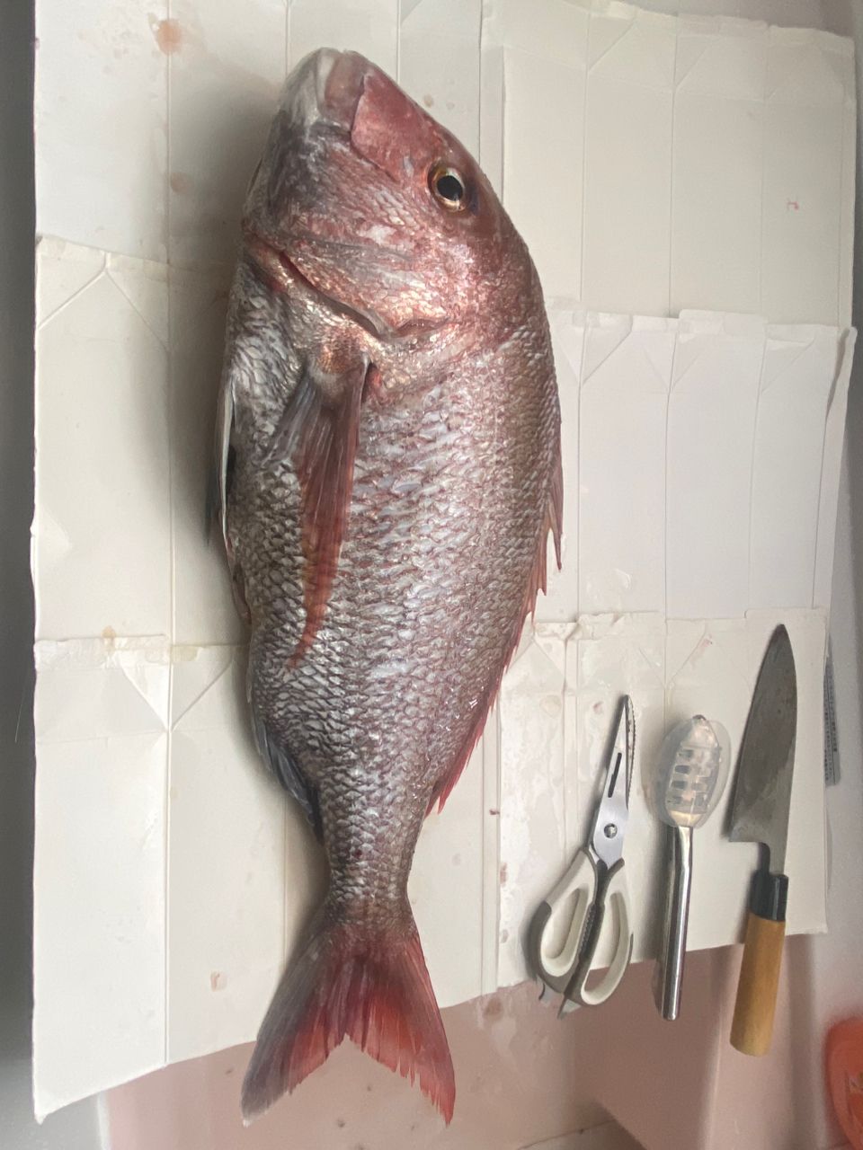 緑黄色野菜さんの釣果 2枚目の画像