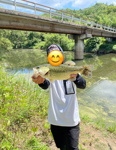 ラージマウスバスの釣果