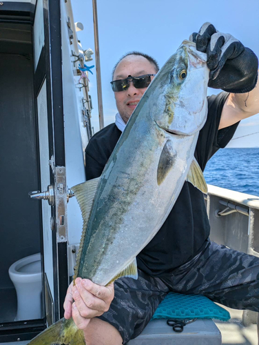 ブリの釣果