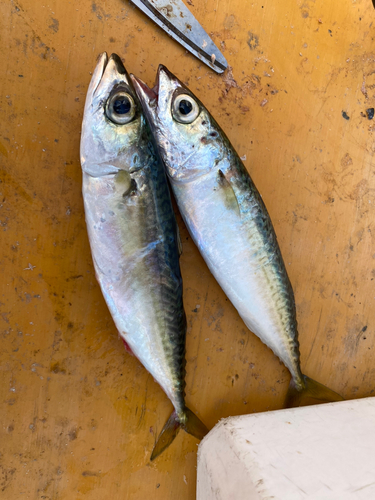 サバの釣果