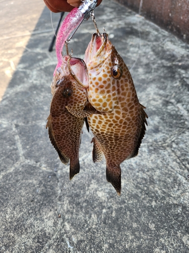 オオモンハタの釣果