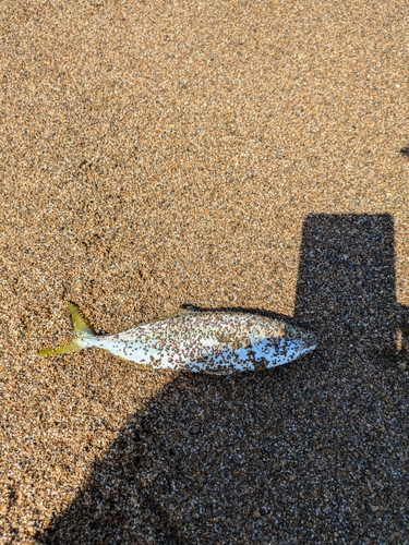 ツバスの釣果