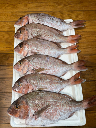 マダイの釣果