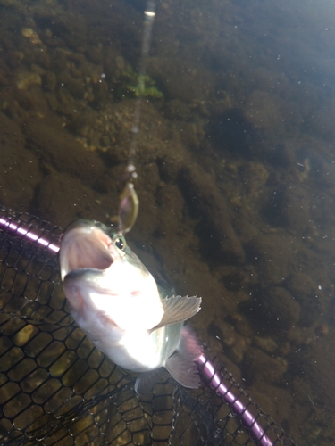 ニジマスの釣果