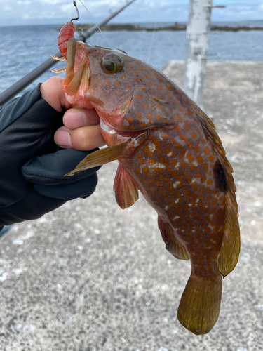 キジハタの釣果