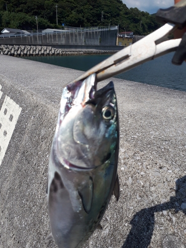 カツオの釣果