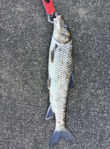 ニゴイの釣果