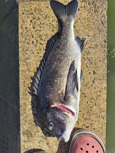 チヌの釣果