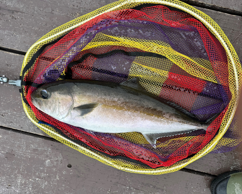 カンパチの釣果