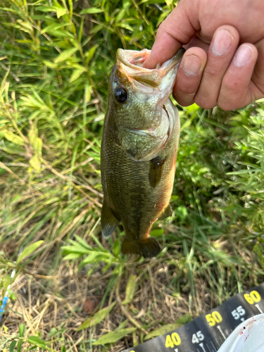 ブラックバスの釣果