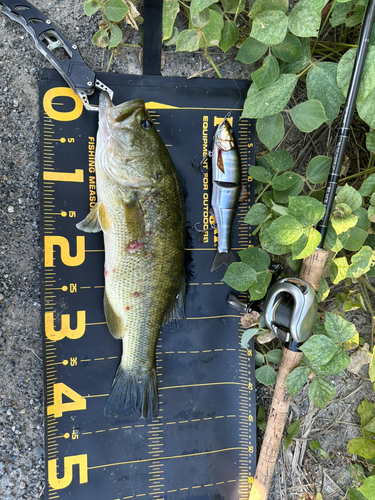 ブラックバスの釣果