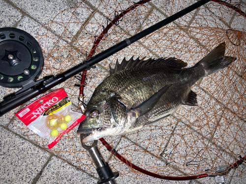 クロダイの釣果