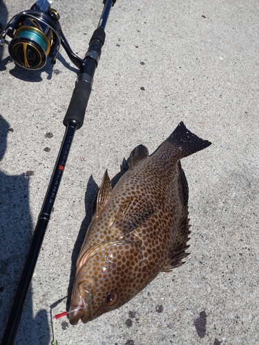 オオモンハタの釣果