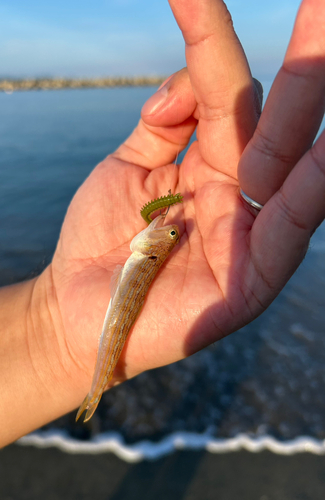 キスの釣果