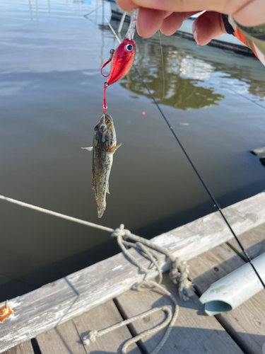 ハゼの釣果