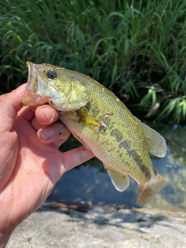 ラージマウスバスの釣果