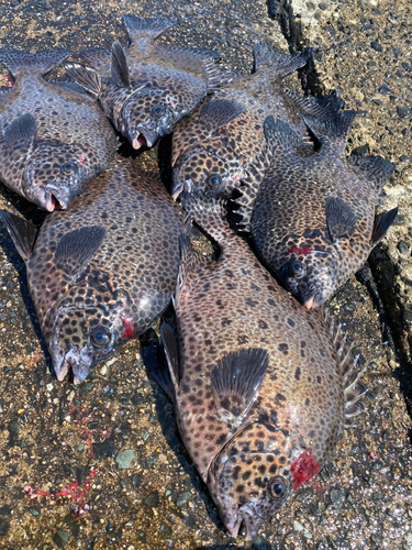 イシガキダイの釣果