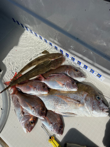 マダイの釣果