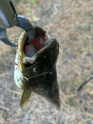 ナマズの釣果